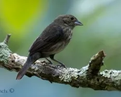 Volatinia jacarina