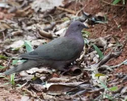 Patagioenas nigrirostris