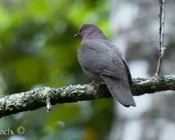 Patagioenas nigrirostris