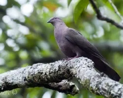 Patagioenas nigrirostris