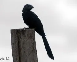 Crotophaga sulcirostris