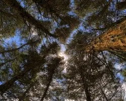 Reto del mes de Agosto 2012: Ãrboles