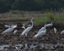 Ardea alba