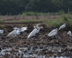 Ardea alba