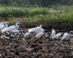 Bubulcus ibis