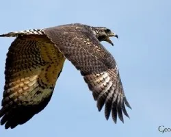 Buteogallus anthracinus