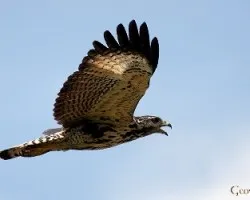 Buteogallus anthracinus