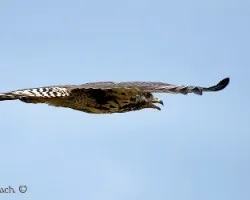 Buteogallus anthracinus