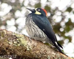 Melanerpes formicivorus