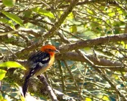 Piranga bidentata
