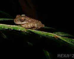 Smilisca sordida