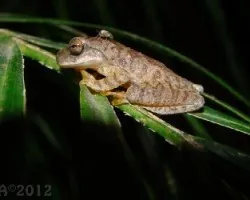 Smilisca sordida
