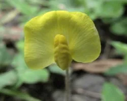 Arachis pintoi