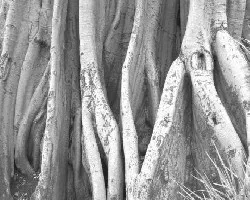 Arbol Gigante