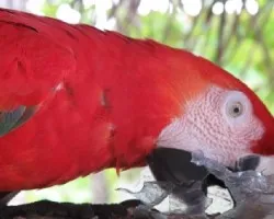Lapa Roja
