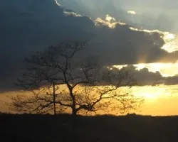 Guanacaste