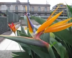 Strelitzia reginae 