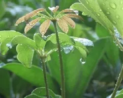 Schefflera arboricola