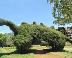 Cipres