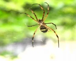 Araña Tigre