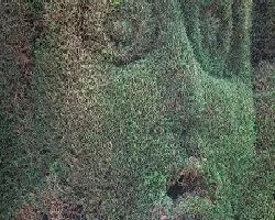 Cipres