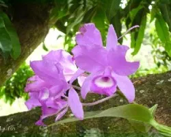 Guarianthe skinneri