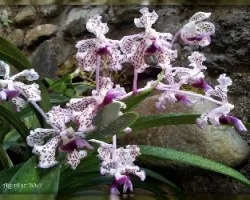 Otra orquídea 