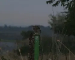 Athene noctua
