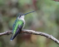 Eugenes fulgens
