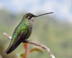 Eugenes fulgens