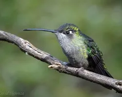 Eugenes fulgens