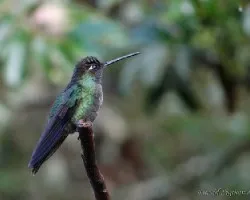 Eugenes fulgens