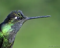 Eugenes fulgens
