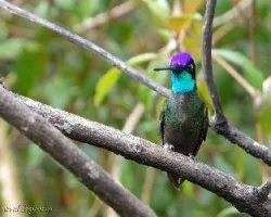 Eugenes fulgens