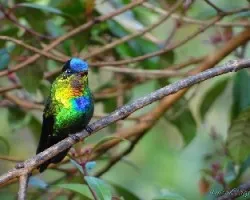 Panterpe insignis