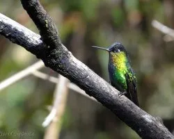 Panterpe insignis