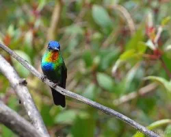 Panterpe insignis