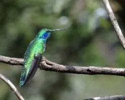 Colibri thalassinus