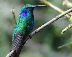 Colibri thalassinus