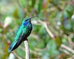 Colibri thalassinus