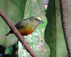 Euphonia gouldi
