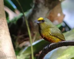 Euphonia gouldi