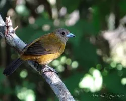 Ramphocelus costaricensis