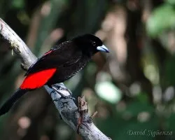 Ramphocelus costaricensis