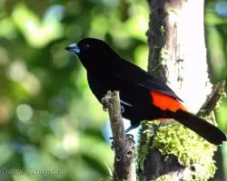 Ramphocelus costaricensis
