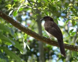 Cyanocorax morio