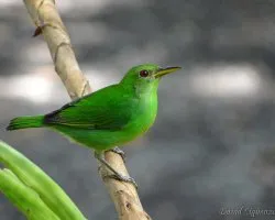 Chlorophanes spiza