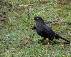 Turdus nigrescens