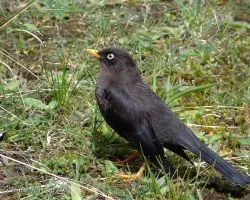 Turdus nigrescens