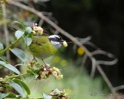 Chlorospingus pileatus
